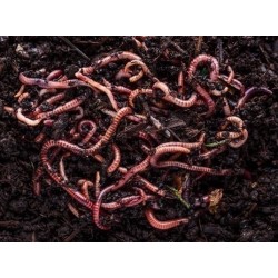 500 Gram Hoogwaardige Compostwormen - Bodemverbetering