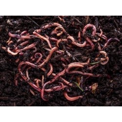 1 Kilo Tuinwormen Bestellen: Levende Bodemverbeteraars voor een Gezonde Tuin