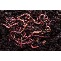compostwormen