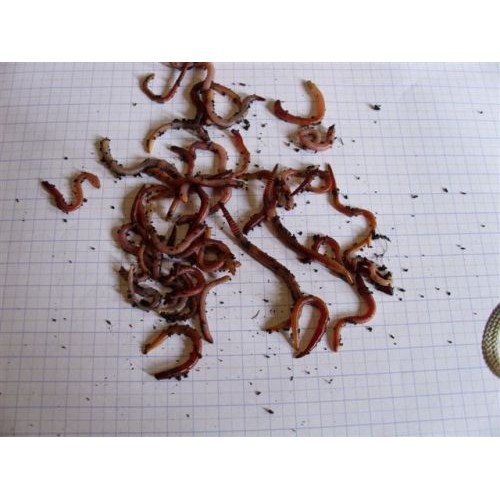 Kleine Viswormen Dendrobena Kwekerij Groener