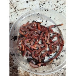 1 Kilo Compostwormen Middel